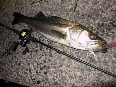 ウエダ　ベイト　シーバスロッド NEW ハイエンドベイトシーバスロッド エラデイケーター エクストリーム